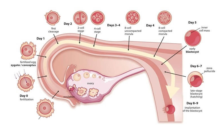 Blastocyst Transfer in Greater Noida